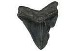 Bargain, Fossil Megalodon Tooth - South Carolina #360785-2